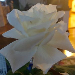 Meet your Posher, Lanie